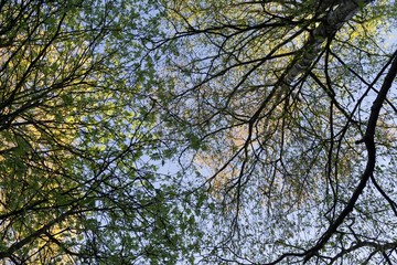 Tree branches. Slovakia