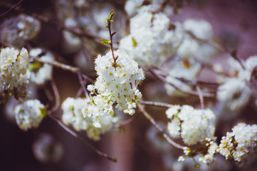 Beautiful flowers on the tree in the spring