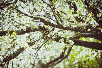 Beautiful flowers on the tree in the spring