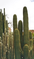 Succulents - Cactus