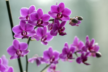 Naklejka na ściany i meble Beautiful group of purple orchid flowers in bloom with buds, indoor flowering phalaenopsis