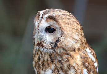 Portrait of a Tawny Owl