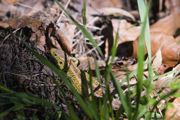 Grüne Zauneidechse im Laub, Eidechse im Laub, Eidechse und Waldboden mit Laub, Lacerta agilis
