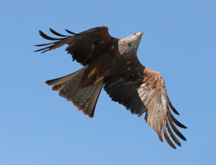 Close up of a yellow billed Kite in flight against a blue sky