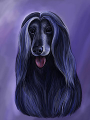 Afghan Greyhound art by raskat