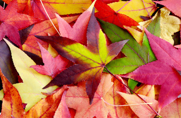 Colorful of leaf in Autumn season with full frame for wallpaper.