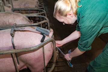 Schweinezucht - junge Frau bei der künstlichen Besamung einer Sau