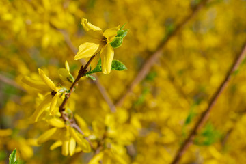 winter jasmine jasminum nudiflorum