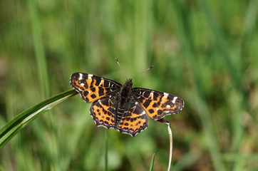 araschnia levana