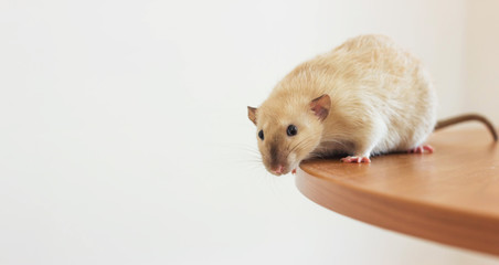 white hand rat with interest examines environment on table. copy space for your text