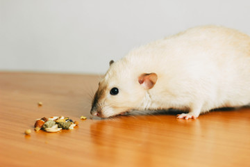white hand rat with interest examines environment on table