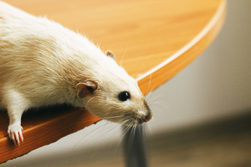 white hand rat with interest examines environment on table