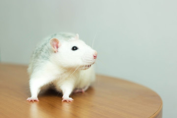 white hand rat with interest examines environment on table	