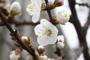 Spring flowers in the tree 