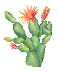 Flowering cactus Schlumbergera the house plants commonly called Christmas or Thanksgiving cactus. Hand drawn watercolor painting illustration isolated on white background. © arxichtu4ki