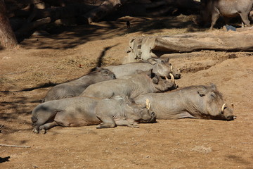Common warthog