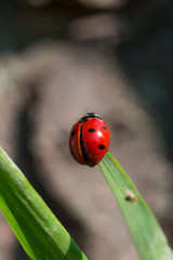 Ladybug