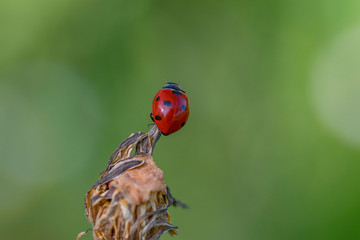 Ladybug