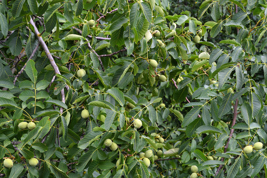 ripening green almonds on tree in Koblenz Germany