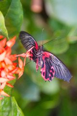 wunderschöne, bunte, elegante, tropische Schmetterlinge in natürlicher Umgebung mit duftenden, tropischen Blumen