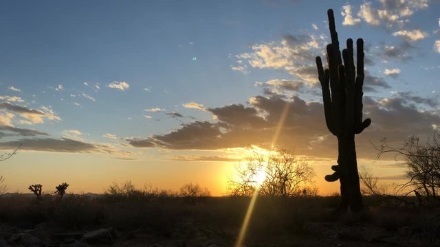Desert landscape sun setting with Saguaro cactus tree over Arizona.