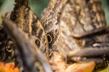 wunderschöne, bunte, elegante, tropische Schmetterlinge in natürlicher Umgebung mit duftenden, tropischen Blumen