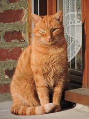 chat roux
