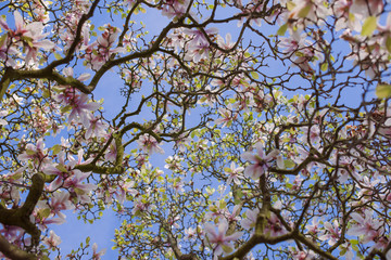 Magnolia flowers and blue sky. Flora. Beautiful spring