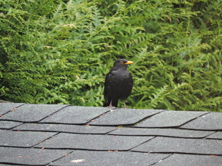 Obraz premium merle noir sur toit