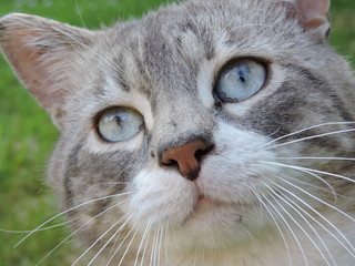 chat siamois gris blanc