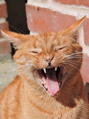 chat roux qui baille