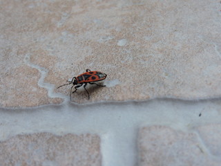 gendarme macro 