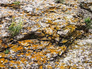 textured moss on stone