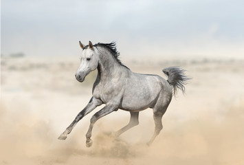 Obraz na płótnie Canvas Gray arabian stallion in desert