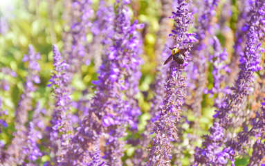 Obraz premium Lavender garden and Xylocopa latipes with Purple filter and lens flare