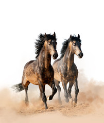 Two beautiful horses running