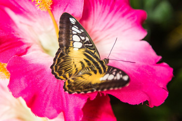 wunderschöne tropische bunte Schmetterlinge in natürlicher Umgebung