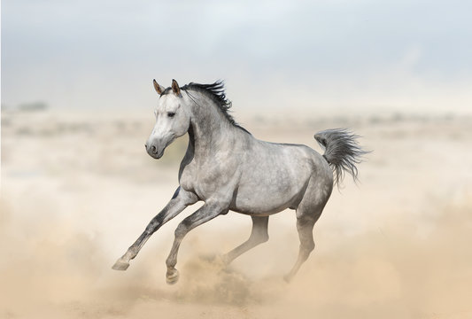 Gray arabian stallion in desert © Mari_art