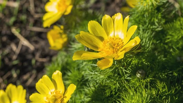Yellow flower growing on a nature background. 4k 50 fps time lapse video.