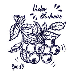 Vector hand drawn illustration of the branch of engraved style blueberries on a white background.