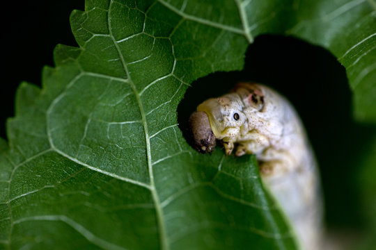 silkworm eating mulberry leaf