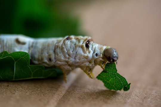 silkworm eating mulberry leaf