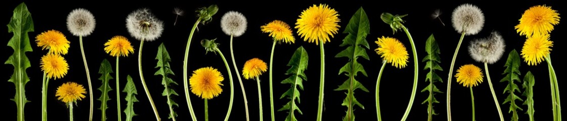 brightly shining dandelion flowers isolated on black, can be used as background