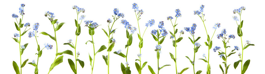 adorable litte forget-me-not, myosotis, scorpion grass flowers isolated on white, can be used as...