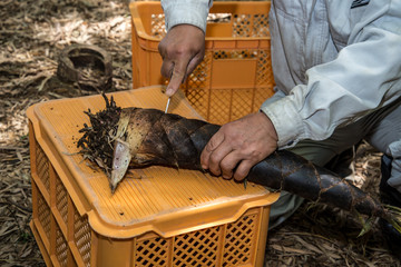 収穫後のタケノコを切ってる人