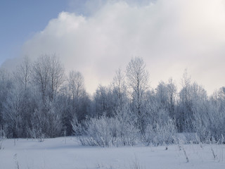 Winter landscape trees in hoarfrost and snow-covered field