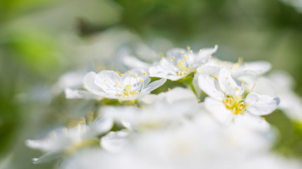 Fototapeta na wymiar Small white flowers Spring 