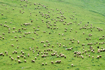 A large herd of sheep on a hillside