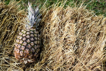 ananas w sianie  © Bartosz