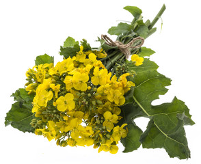 Rapeseed (colza) Brassica napus  flowers isolated on white